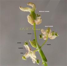  Male and Bisexual flowers